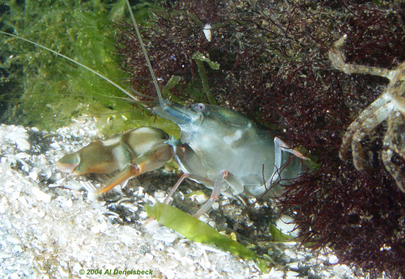 psitol shrimp Alpheus heterochaelis