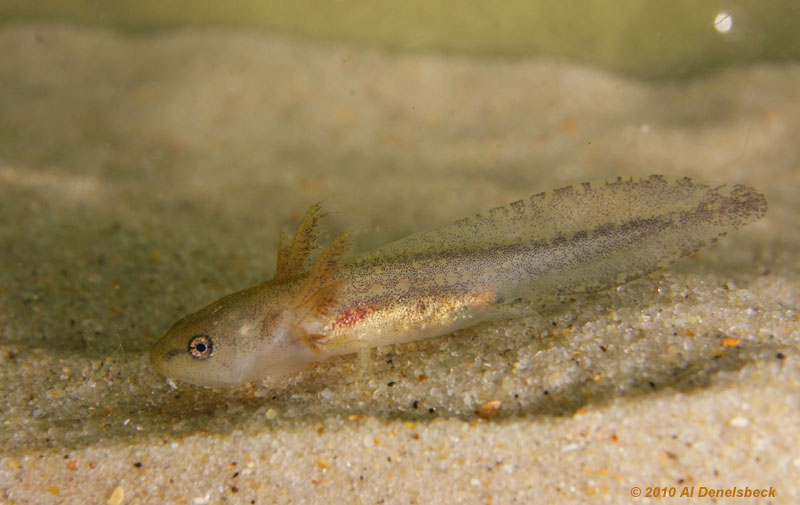 spotted salamander Ambystoma maculatum larva