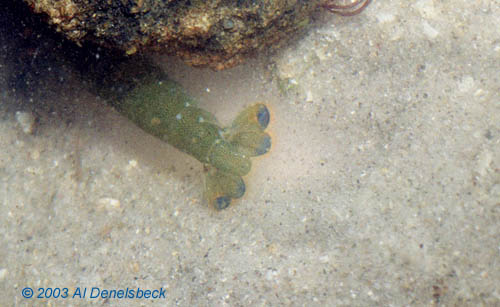 pistol shrimp Alpheus heterochaelis tail