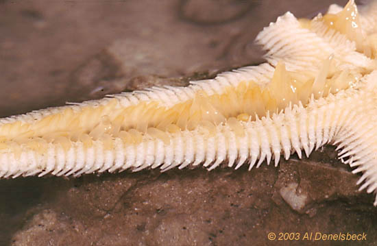 starfish pseudopods