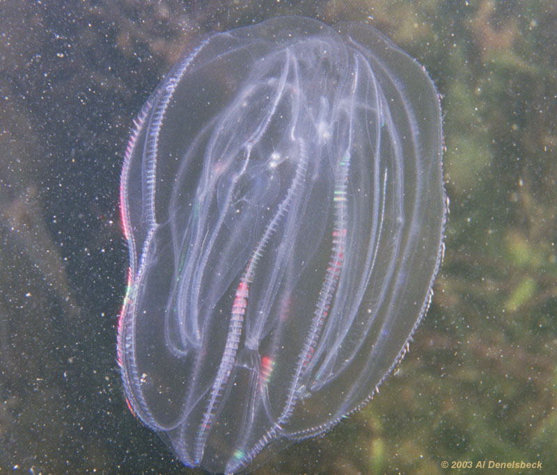 comb jelly ctenophore with refraction