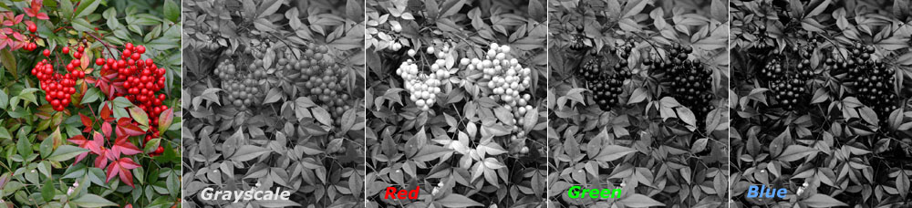 Nandina plant in each color channel
