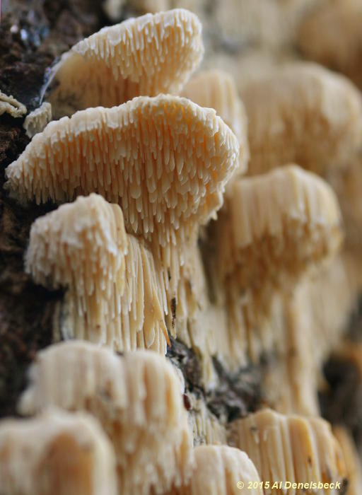 unidentified drippy fungi
