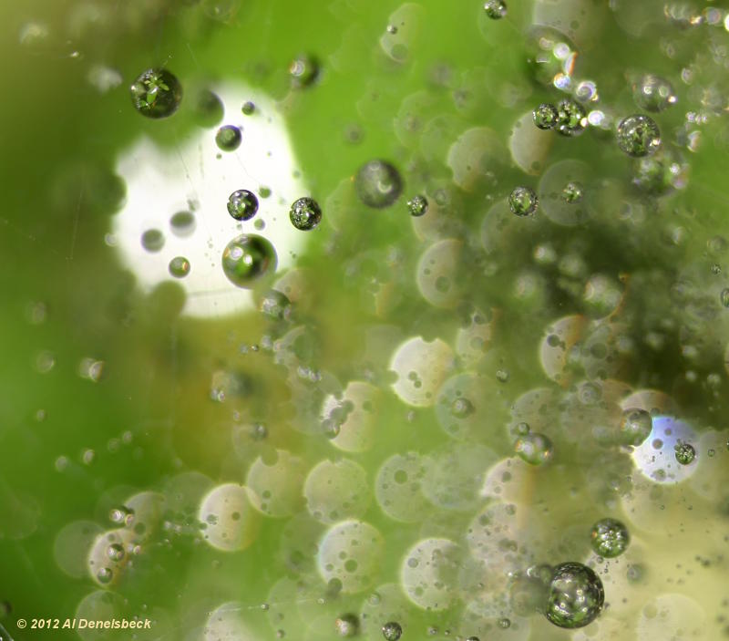 defocused dewdrops