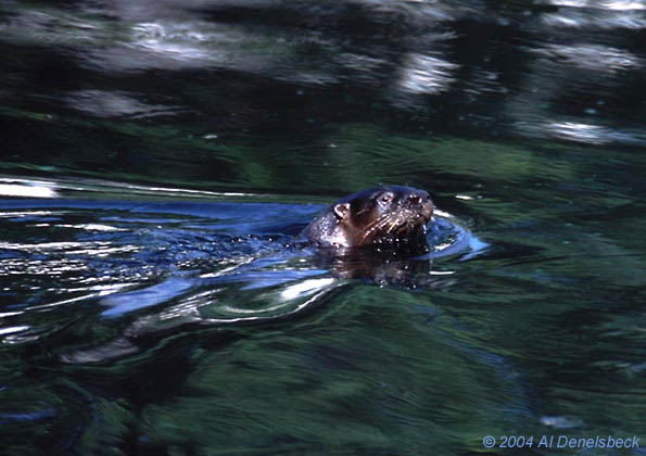 wild river otter Lontra canadensis