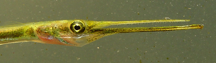 close crop of head of juvenile redfin needlefish Strongylura notata within macro aquarium