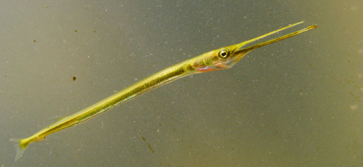 very small juvenile redfin needlefish Strongylura notata photographed within macro aquarium