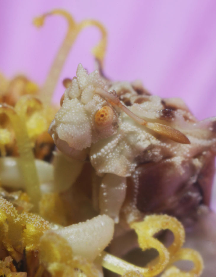 jagged ambush bug Phymata on aster blossom