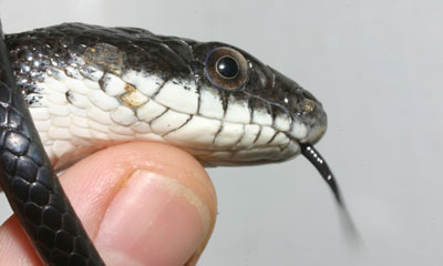 eastern rat snake Pantherophis alleghaniensis in hand