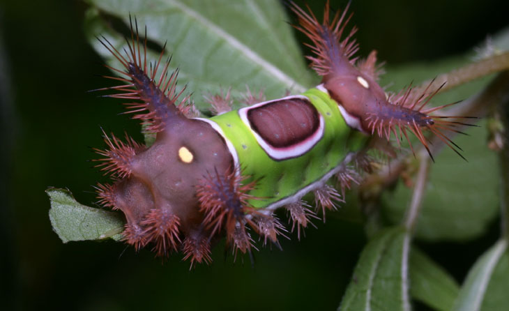 Saddleback caterpillar moth Sibine stimulea larva