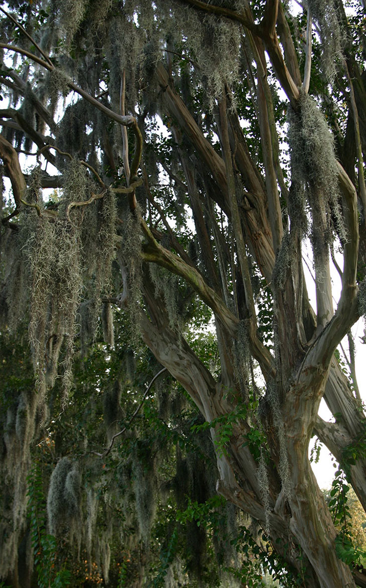 unidentified tree hung with Spanish moss Tillandsia usneoides in Colonial Park Cemetery, Savannah, Georgia