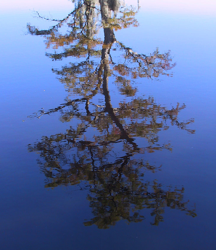 bald cypress Taxodium distichum reflected in water