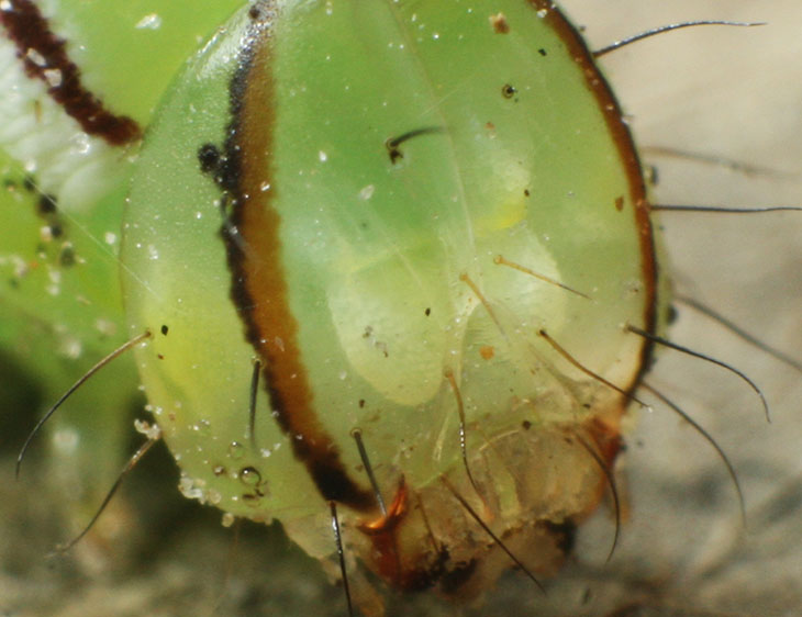 translucent head of variable oakleaf caterpillar moth Lochmaeus manteo