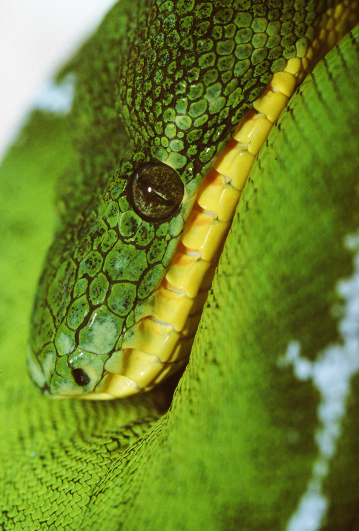 emerald tree boa Corallus caninus portrait, captive shot