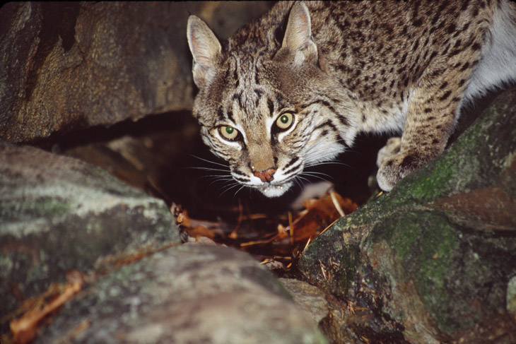 Bobcat Lynx rufus drinking