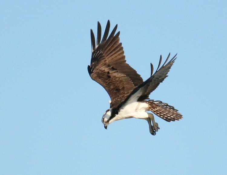 osprey Pandion haliaetus in dive