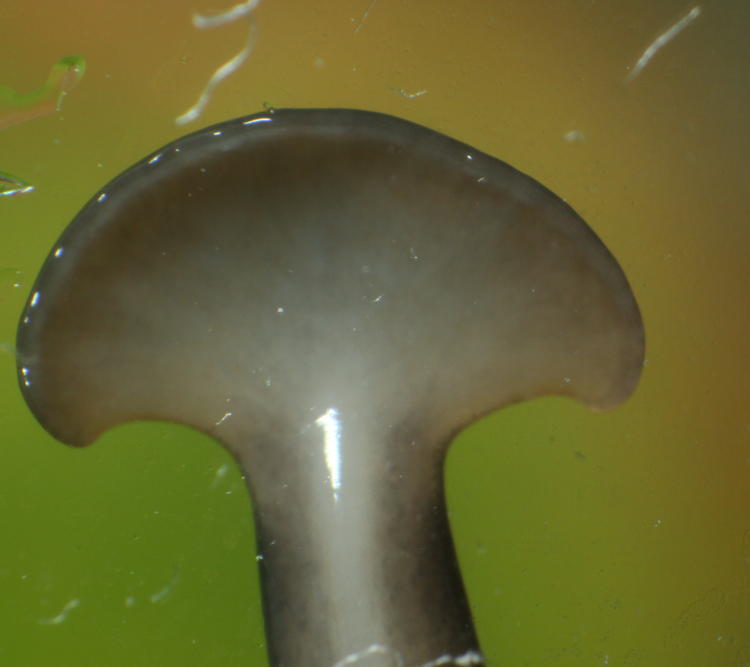 underside of 'head' of shovel-headed flatworm Bipalium kewense