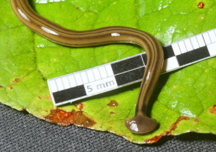 shovel-headed flatworm Bipalium kewense on millimeter scale
