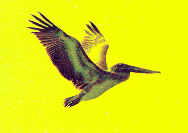 brown pelican Pelecanus occidentalis from horrible print negative