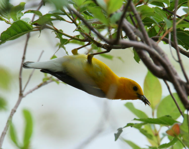likely male prothonotary warbler Protonotaria citrea hanging upside down with spider prey