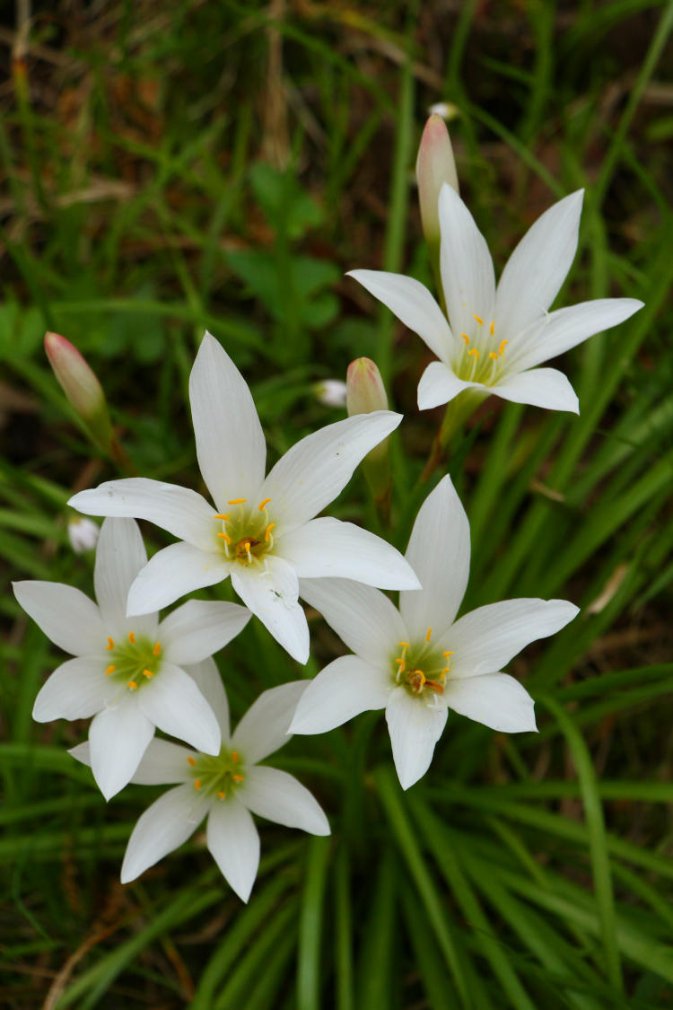 cluster of Atamasco lilies Zephyranthes atamasco