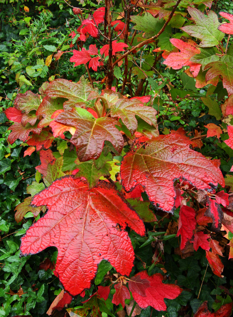 oak-leaf hydrangea Hydrangea quercifolia in damp autumn conditions