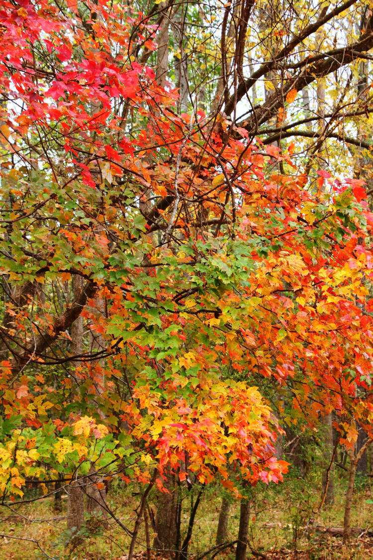 possible maple species showing varied fall colors