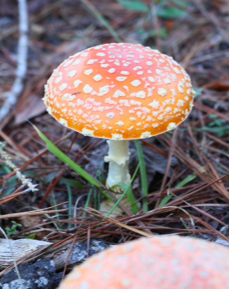 possible Amanita muscaria, or maybe not