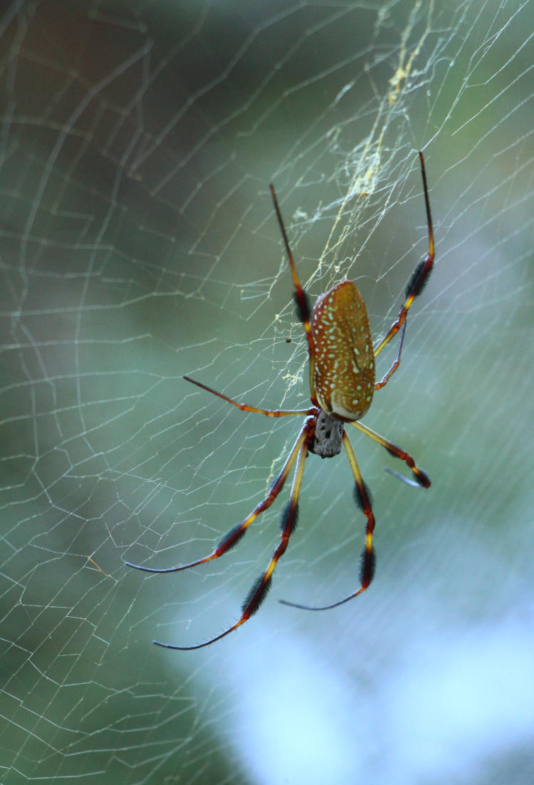 golden silk orbweaver Trichonephila clavipes in Creef's Cut, Alligator River National Wildlife Refuge