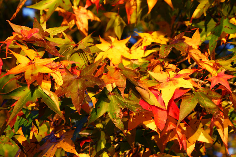 autumn colors on American sweetgum Liquidambar styraciflua