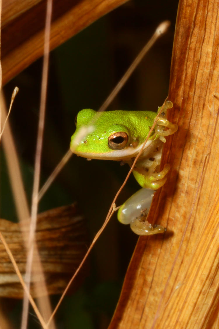 tiny juvenile green treefrog Dryophytes cinereus perched on blackberry lily iris domestica leaf