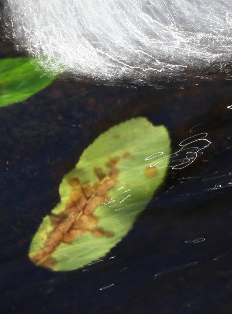 leaf under running water of Neuse River