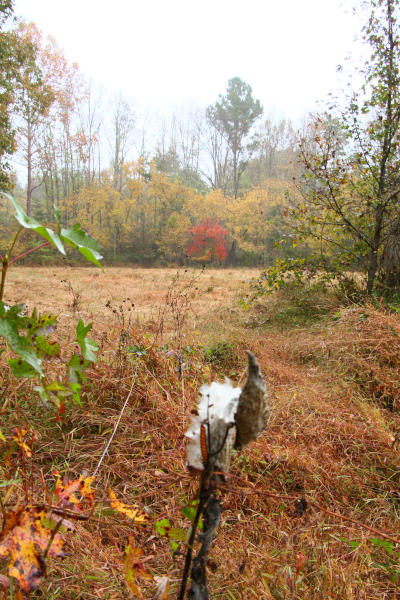 seed pod of milkweed Asclepias with minimal fall colors in background