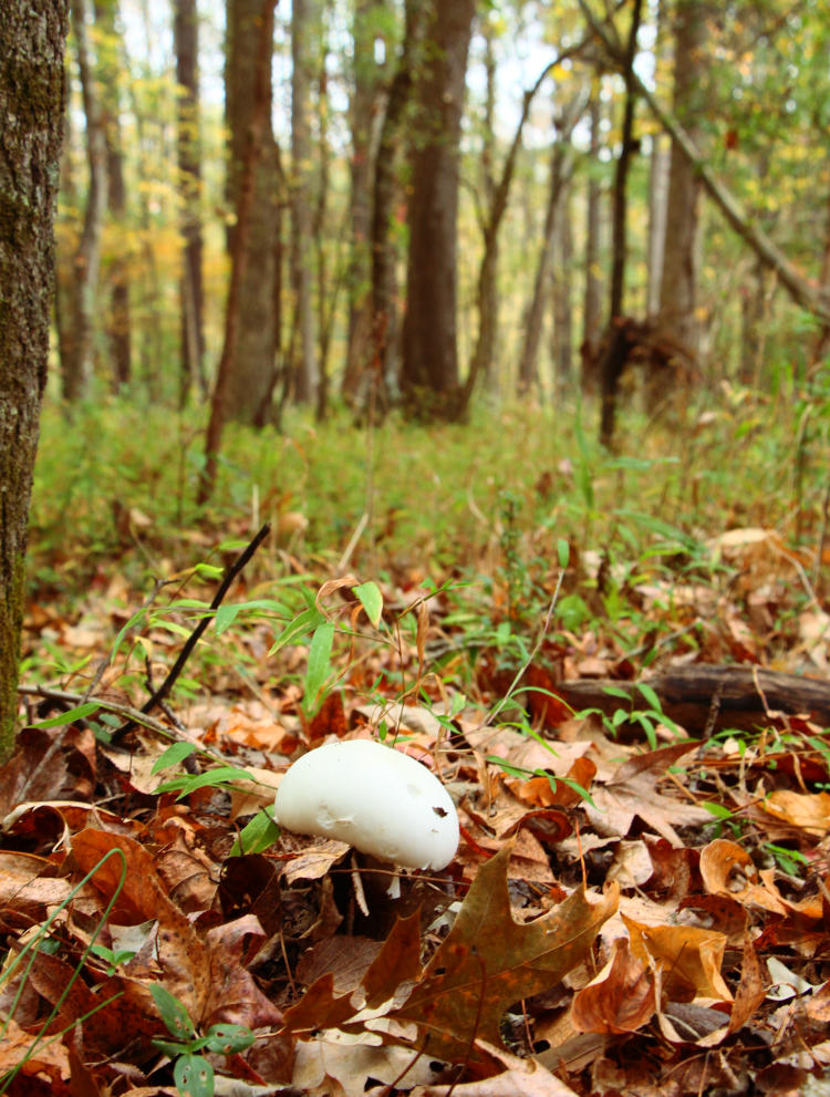 unidentified solitary white mushroom in forest