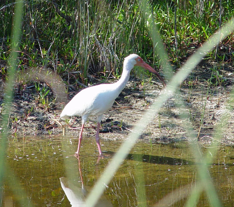 adult white ibis Eudocimus albus in Merritt Island NWR