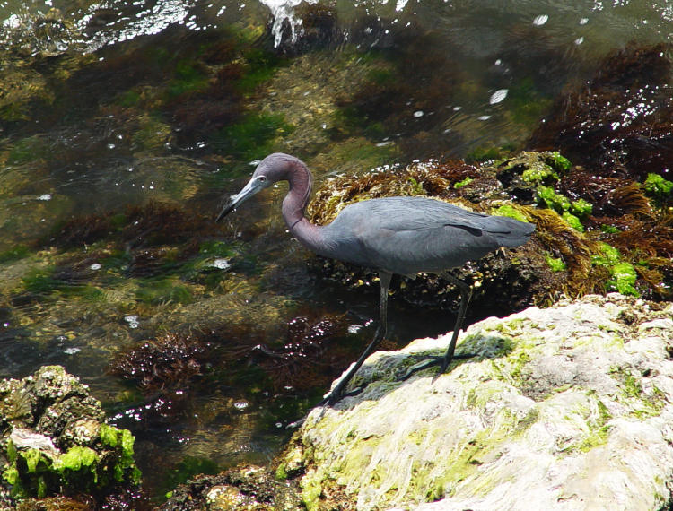 adult little blue heron Egretta caerulea foraging on Indian River Lagoon