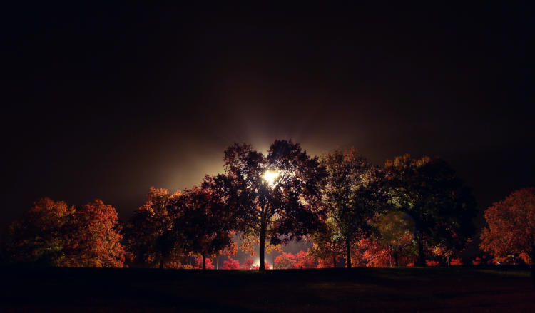 lot lights shining through trees and mist at night