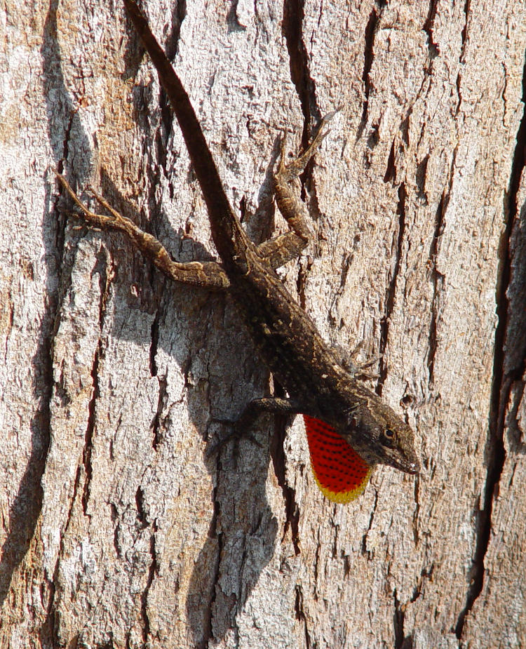 brown anole Anolis sagrei displaying dewlap