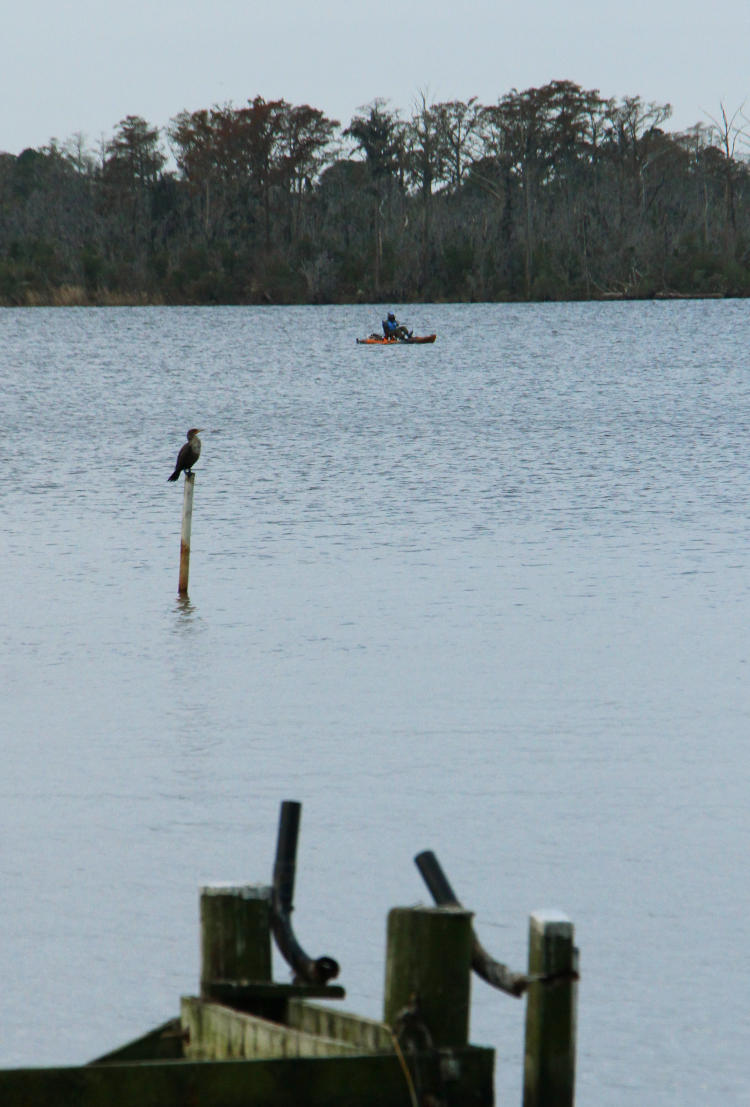 double-crested cormorant Nannopterum auritum and kayaker on Pamlico River