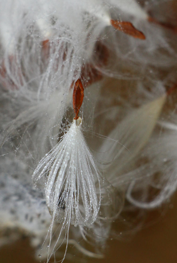 milkweed seeds in misty conditions