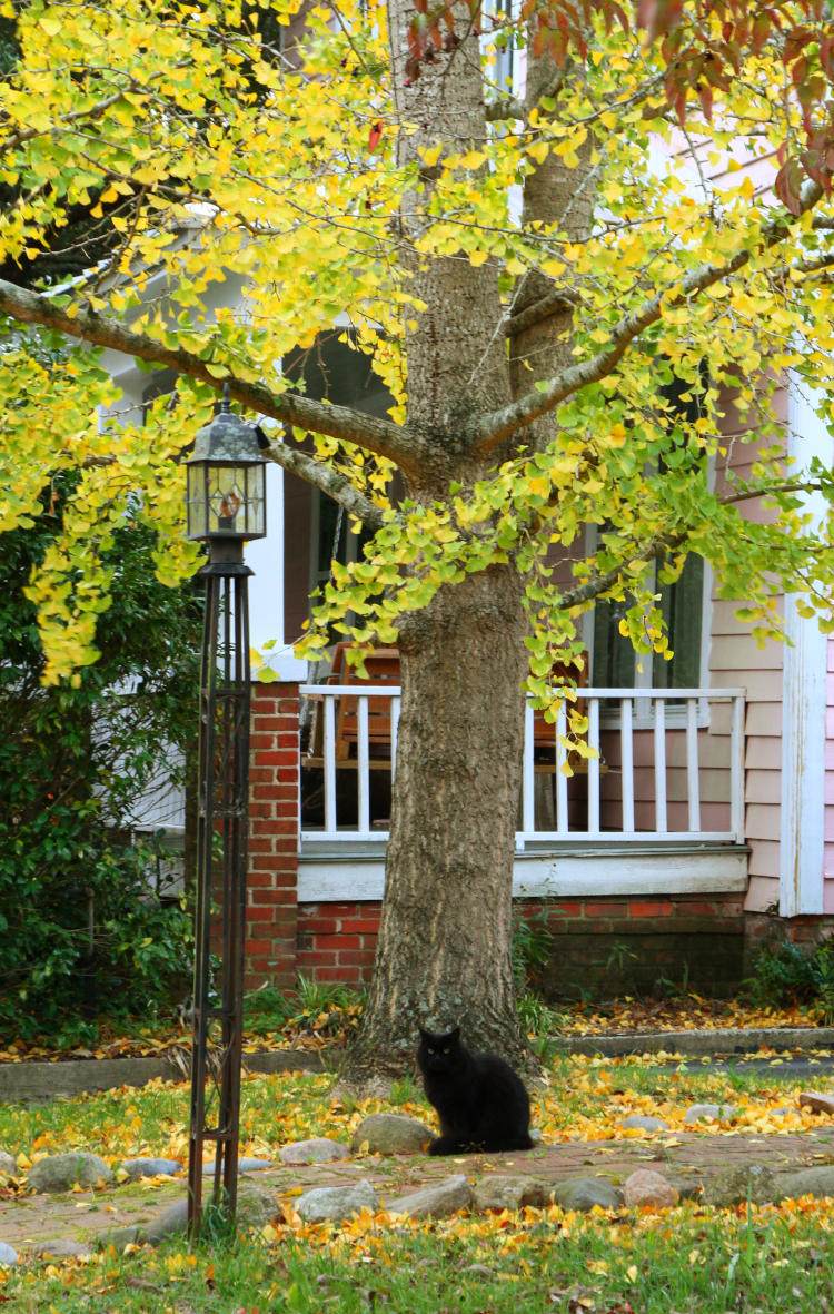 black longhaired cat under ginkgo tree