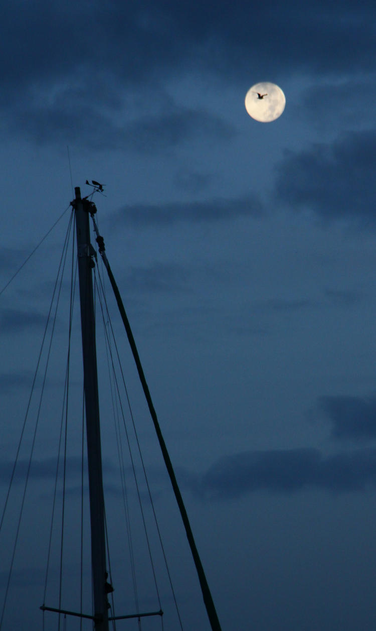 seagull silhouetted against full moon with sailboat, Pamlico River