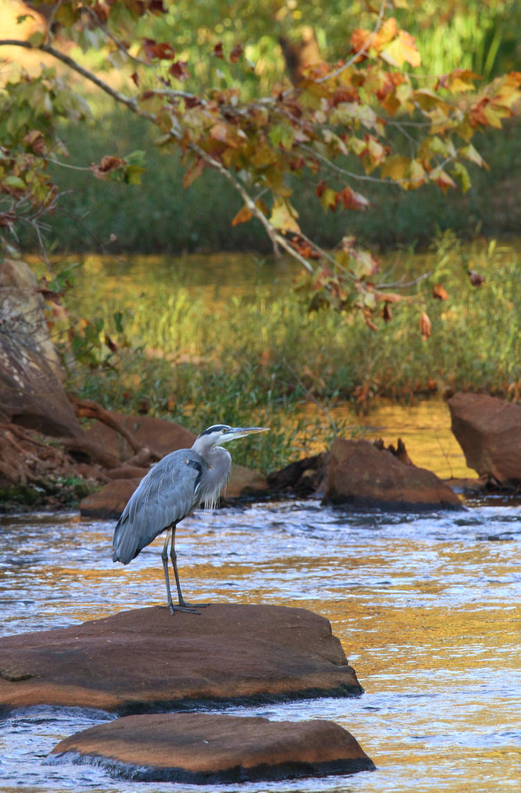 great blue heron Ardea herodias on rock in middle of Neuse River