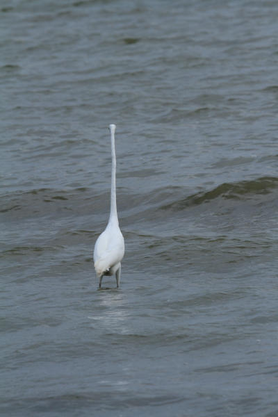 great egret Ardea alba from behind