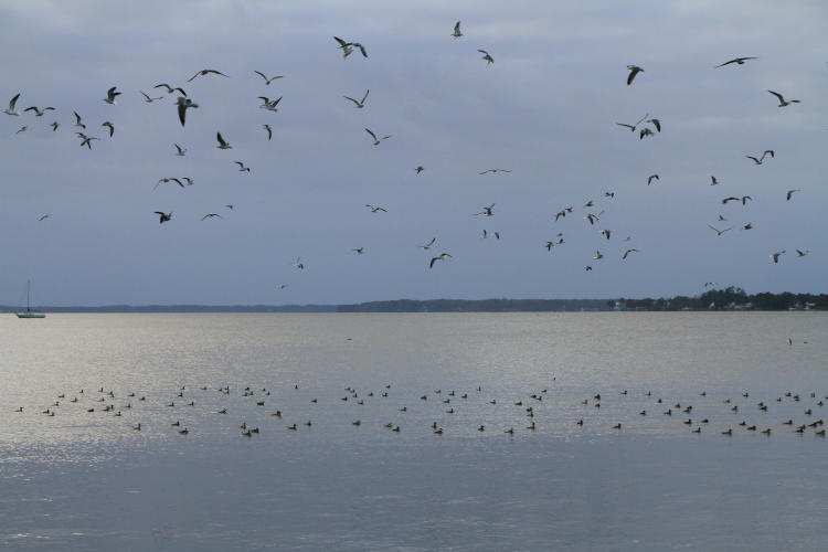 seagulls flying over duck flotilla, Pamlico River