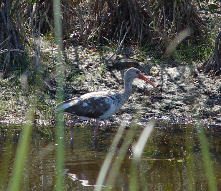 juvenile white ibis Eudocimus albus in Merritt Island NWR