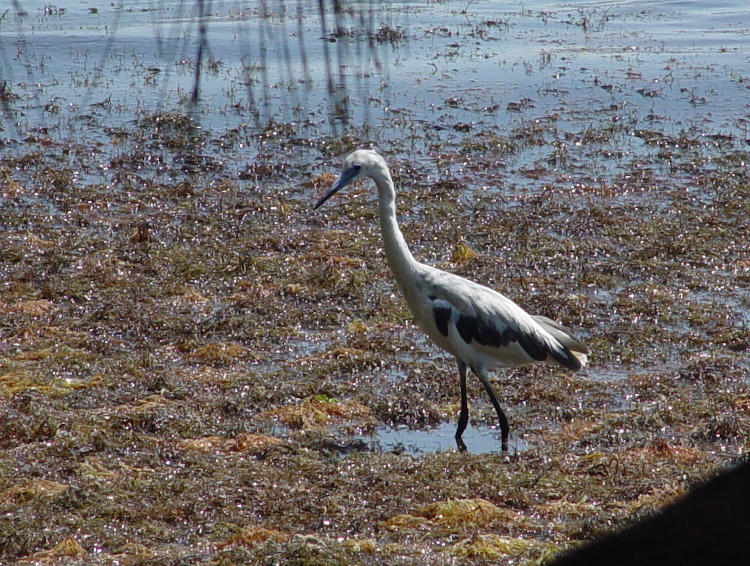 juvenile little blue heron Egretta caerulea showing mottled transitional plumage