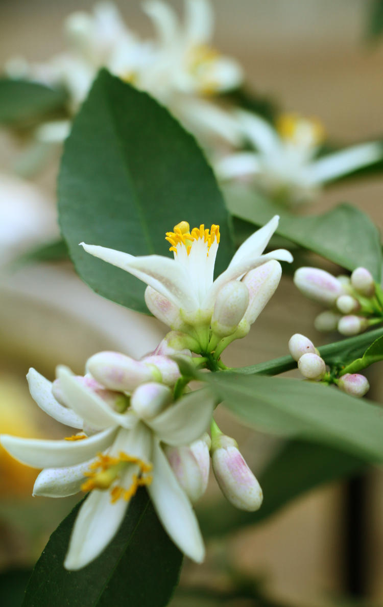 blossoms of lemon trees in greenhouse