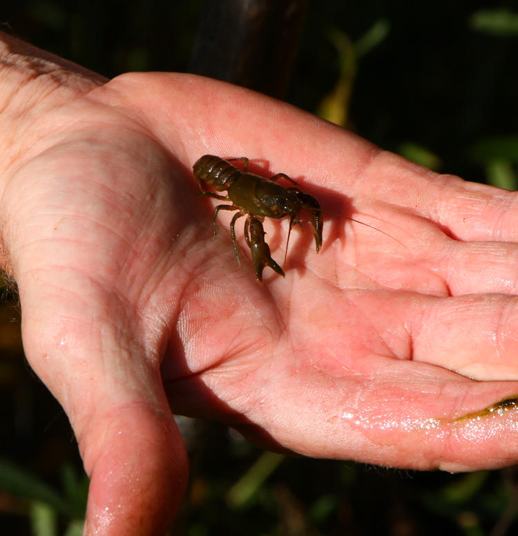 unidentified crayfish species from Neuse river