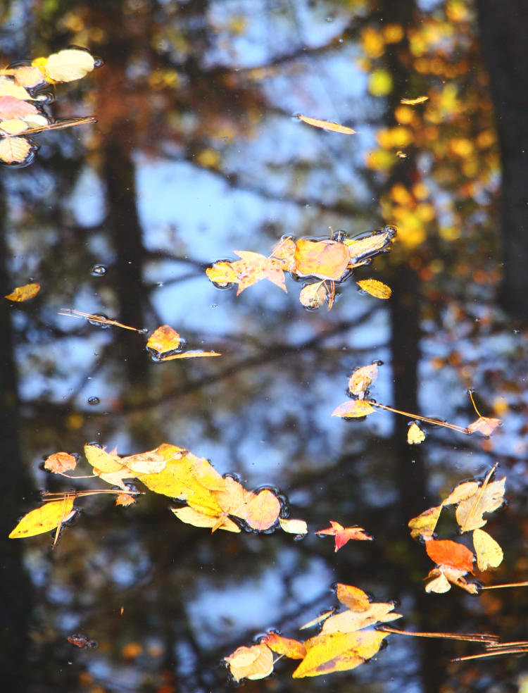 autumn leaves on Morgan Creek